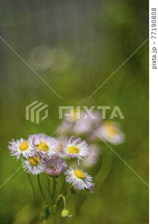 道端に咲くハルジオンの花 道端に咲くハルジオンの花 77190808