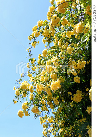 モッコウバラ(木香薔薇) モッコウバラ(木香薔薇) 77190847