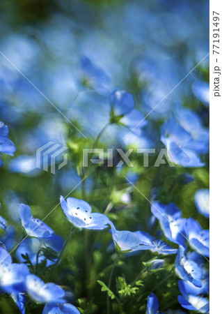 花壇に咲くネモフィラ 花壇に咲くネモフィラ 77191497