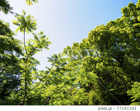 新緑眩しい湘南三浦半島の神奈川県三浦市首都圏の秘境の小網代の森の春 新緑眩しい湘南三浦半島の神奈川県三浦市首都圏の秘境の小網代の森の春 77191503