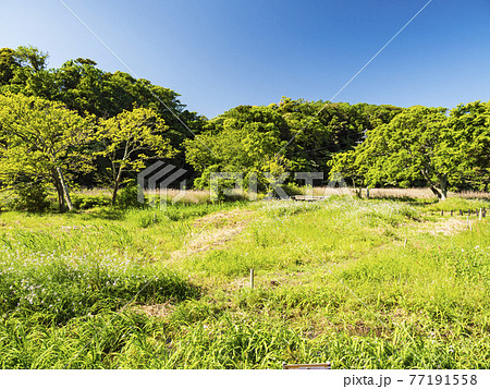 新緑眩しい湘南三浦半島の神奈川県三浦市首都圏の秘境の小網代の森の春 77191558