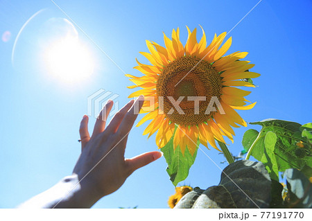 手を伸ばしたくなる太陽とヒマワリ 77191770