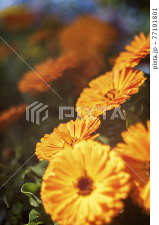 道端の花壇に咲いていたオレンジ色の花の写真素材