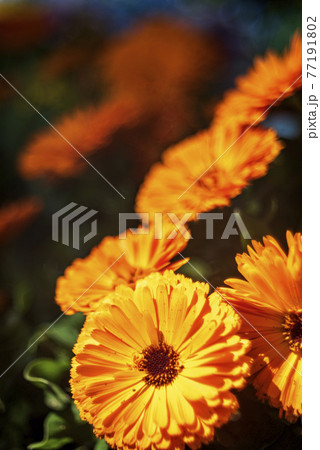 道端の花壇に咲いていたオレンジ色の花 77191802