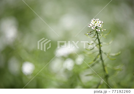 クレソン オランダガラシ の花の写真素材