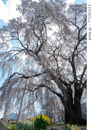 一本桜と水仙 一本桜と水仙 77192323