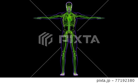 Human Heart With Circulatory System Anatomy For Medical Concept 3D Rendering 77192380