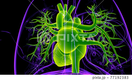 Lungs Human Respiratory System Anatomy For Medical Concept 3D Rendering Lungs Human Respiratory System Anatomy For Medical Concept 3D Rendering 77192383