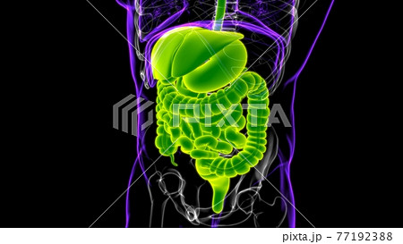 Human Digestive System Anatomy For Medical Concept 3D Rendering Human Digestive System Anatomy For Medical Concept 3D Rendering 77192388