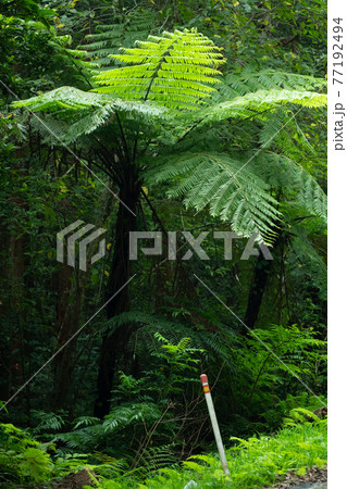 奄美大島 巨大シダ ヒカゲヘゴ 奄美大島 巨大シダ ヒカゲヘゴ 77192494