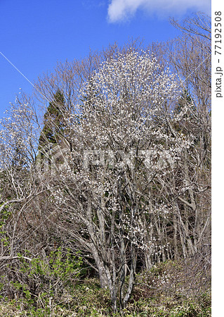 春の北海道乙部町で藪の中で白い花を咲かせる北こぶしの木を撮影の写真素材