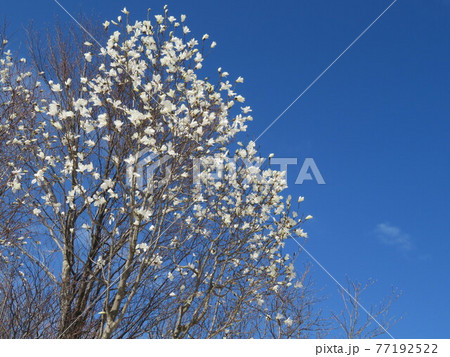 残雪の扇ノ山 77192522