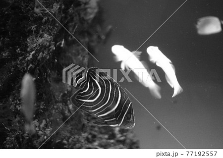 魚 77192557