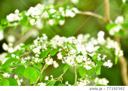 サワフタギの花 サワフタギの花 77192562