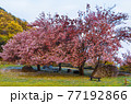 山桜 77192866