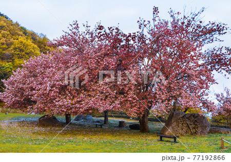 山桜 山桜 77192866