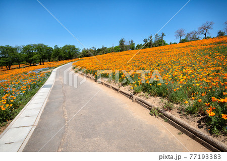 八王子山公園のポピー 八王子山公園のポピー 77193383