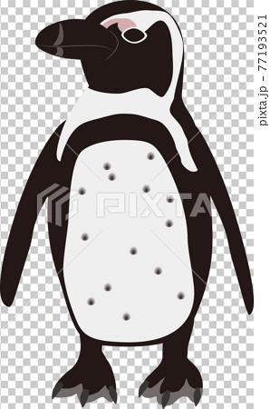 横向きのケープペンギンのイラスト素材