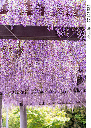 藤の花 藤の花 77193526
