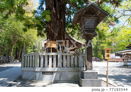 長野県 諏訪大社下社 秋宮 寝入りの杉 長野県 諏訪大社下社 秋宮 寝入りの杉 77193544