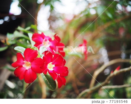 Desert Rose, Impala Lily, Mock Azalea, beauty white pink flowers on blur authentic garden outdoor background Desert Rose, Impala Lily, Mock Azalea, beauty white pink flowers on blur authentic garden outdoor background 77193546