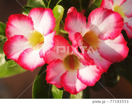 Desert Rose, Impala Lily, Mock Azalea, beauty white pink flowers on blur authentic garden outdoor background Desert Rose, Impala Lily, Mock Azalea, beauty white pink flowers on blur authentic garden outdoor background 77193553