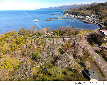 春の北海道乙部町しびの岬で開花した桜の風景を空撮 77193564