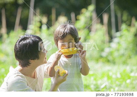 畑で、とうもろこしを食べる親子 畑で、とうもろこしを食べる親子 77193698