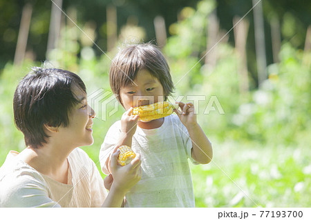 畑で、とうもろこしを食べる親子 77193700