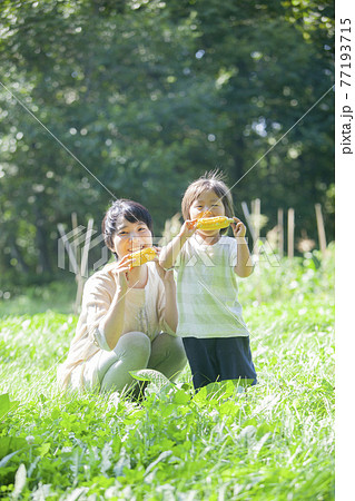 畑で、とうもろこしを食べる親子 畑で、とうもろこしを食べる親子 77193715