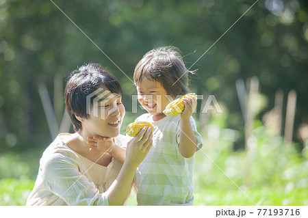 畑で、とうもろこしを食べる親子 畑で、とうもろこしを食べる親子 77193716