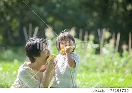 畑で、とうもろこしを食べる親子 畑で、とうもろこしを食べる親子 77193736