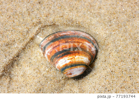 Seashell Seashell 77193744