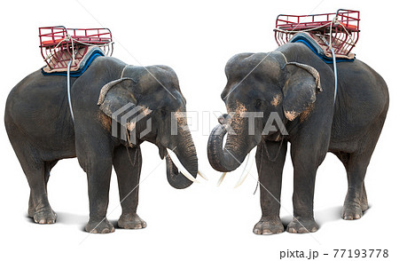 Elephant for tourist travel 77193778