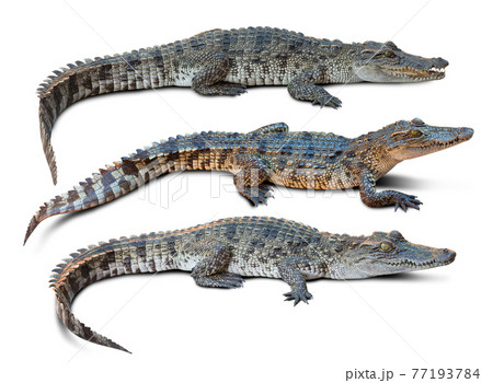 Crocodile isolated Crocodile isolated 77193784