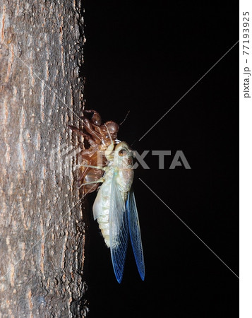 living large brown tropical insect , Cicada Platypleura, Terminalia ivorensis Chev., on it's brown light thin exuvia shell remains on a tree authentic shot taken with flash at night time living large brown tropical insect , Cicada Platypleura, Terminalia ivorensis Chev., on it's brown light thin exuvia shell remains on a tree authentic shot taken with flash at night time 77193925