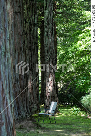 レッドヒルヒーサーの森　レッドウッドの森　センペルセコイヤ 77193999