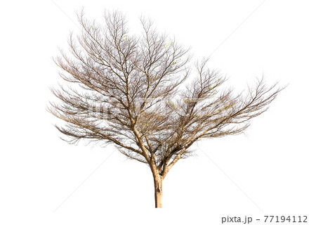 Dead tree Dead tree 77194112