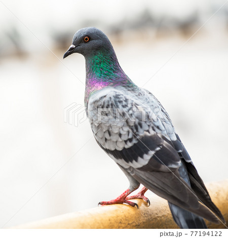 Pigeon bird Pigeon bird 77194122