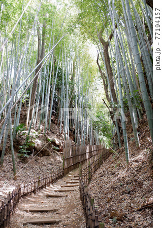 佐倉の古径　ひよどり坂 77194157