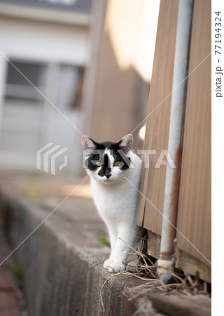 見つめる路地の猫 見つめる路地の猫 77194324