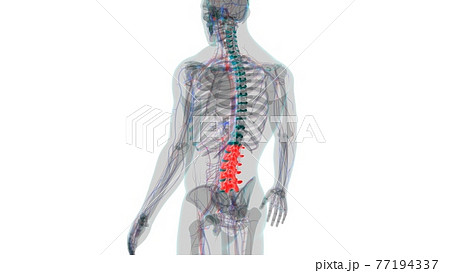 Human Skeleton Vertebral Column Lumbar Vertebrae Anatomy 77194337