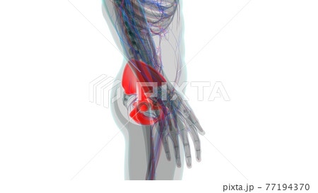 Human Skeleton Hip or Pelvic bone Anatomy For Medical Concept 77194370