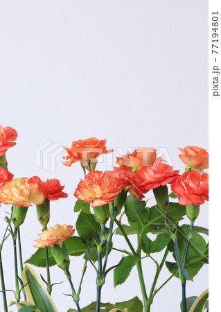 オレンジ色の花 77194801
