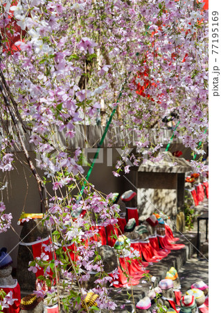 京都 紫雲山頂法寺 六角堂の桜とお地蔵さん 京都 紫雲山頂法寺 六角堂の桜とお地蔵さん 77195169