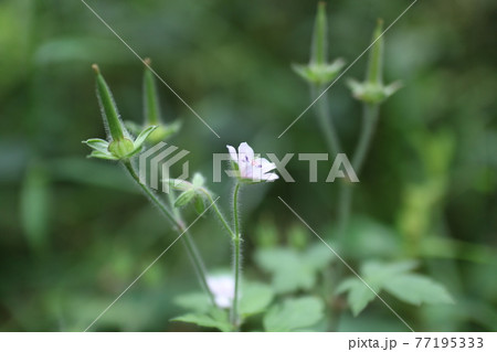 ゲンノショウコ(学名 Geranium thunbergii) ゲンノショウコ(学名 Geranium thunbergii) 77195333