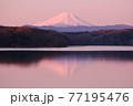 狭山湖鏡水の朝焼け富士山 77195476