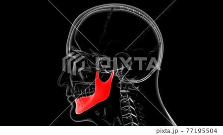 Human Skeleton Skull Mandible Bone Anatomy For のイラスト素材