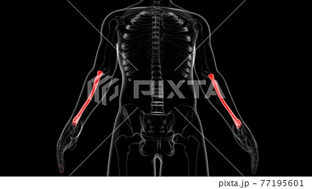 Human skeleton anatomy Radius Bone 3D Rendering For Medical Concept Human skeleton anatomy Radius Bone 3D Rendering For Medical Concept 77195601