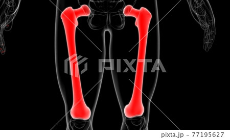 Human skeleton anatomy Femur Bone 3D Rendering 77195627